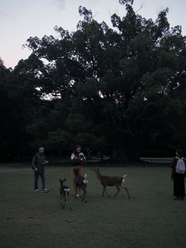 Fairytale Quebec🍁