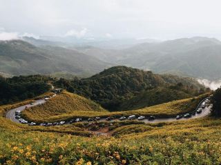 The Mexican sunflower fields are in full bloom now