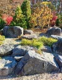 가을빛이 부드럽게 내려앉는 숲