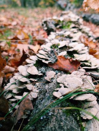 阿爾岡昆公園：生活就在當下，細微之處的體會 🌿🌊