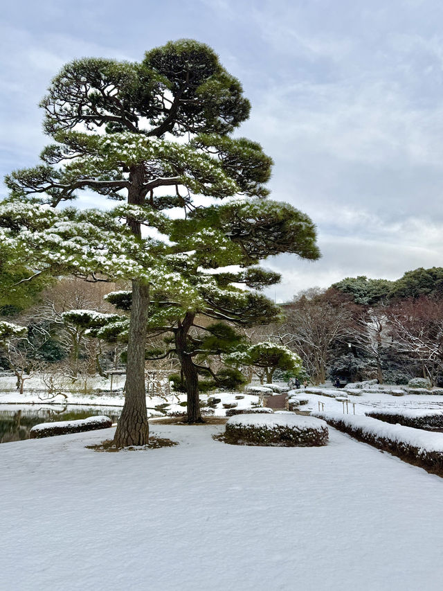 A White Canvas of Traditional Design ❄️