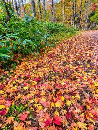 [Kitayuzawa, Hokkaido] After walking 800m through the autumn foliage forest, you'll find the "Great Niagara Falls" and the rare "White Silk Floor".