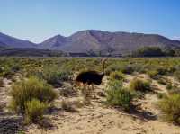 南非-開普敦🇿🇦大遷徙以外看非洲動物的好地方