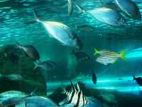 SEA LIFE - Sydney Aquarium