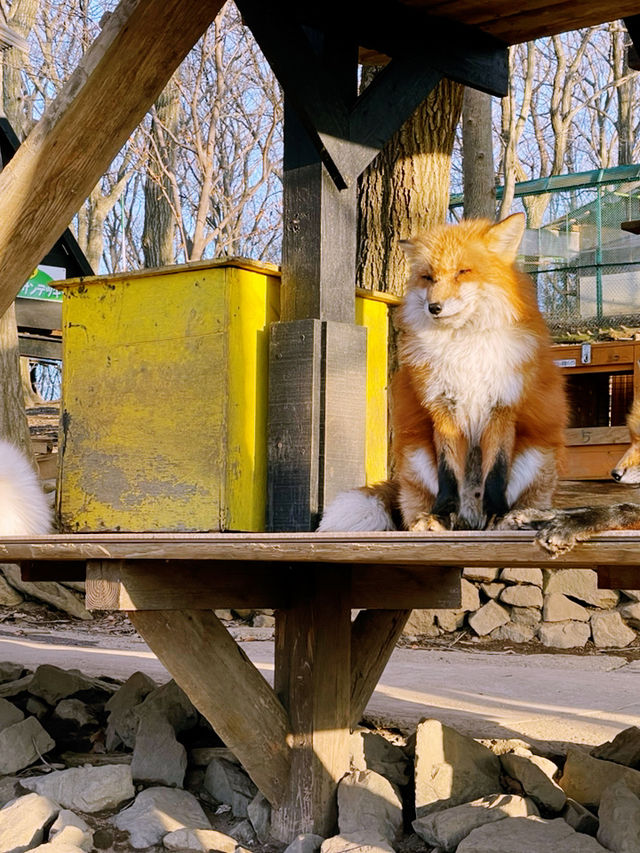 Day Trip from Tokyo to Zao Fox Village  