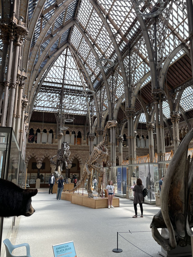 🦖 Oxford University Museum of Natural History: A Timeless Adventure!