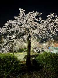 Beautiful Kyoto