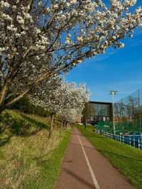 🌸 Birmingham in Bloom: The City Bursting with Colour This Spring 🌼🌆