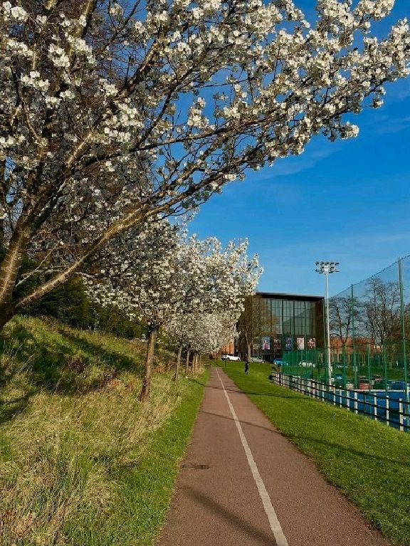 🌸 Birmingham in Bloom: The City Bursting with Colour This Spring 🌼🌆