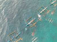 Whale shark Activity in Oslob