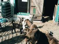 🐐 Hackney City Farm: A Slice of Countryside in the Heart of East London