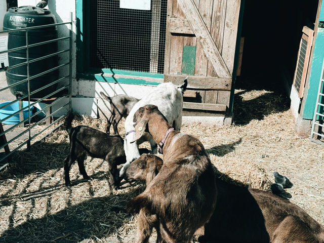 🐐 Hackney City Farm: A Slice of Countryside in the Heart of East London