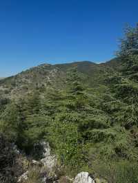 Al Shouf Cedar Reserve: Where Ancient Forests Whisper Legends