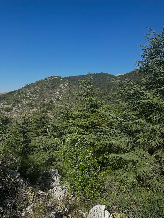Al Shouf Cedar Reserve: Where Ancient Forests Whisper Legends