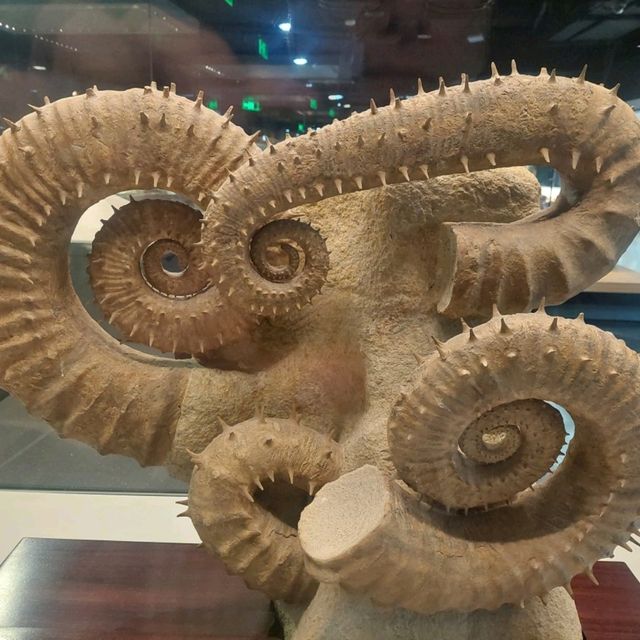 An excellent dinosaurs collection in Shanghai Natural History Museum 