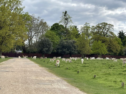Kingston🇬🇧Nature Fix: A Royal Retreat at Home Park 🦌