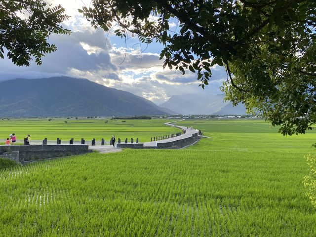 🌾 台東最美稻田大道｜池上伯朗大道 一望無際的療癒風景 🚴‍♀️