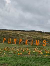 Stouslie Farm Pumpkin Patch, Hawick – A Scenic, Family-Friendly Autumn Adventure