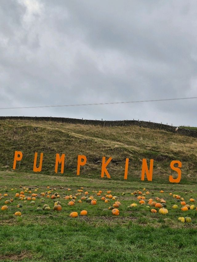 Stouslie Farm Pumpkin Patch, Hawick – A Scenic, Family-Friendly Autumn Adventure