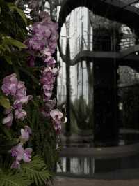 Shanghai Greenhouse Garden: Two Worlds in One Oasis