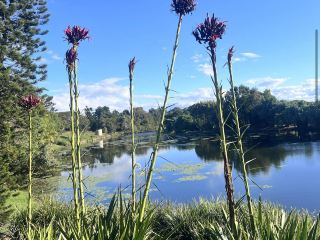 สวนพฤกษศาสตร์ประจำภูมิภาคแม็กเคย์