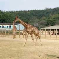 👪 BEST FAMILY FRIENDLY ZOO IN HANGZHOU ‼️