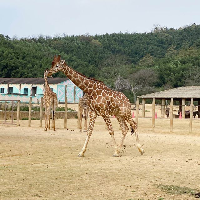 👪 BEST FAMILY FRIENDLY ZOO IN HANGZHOU ‼️