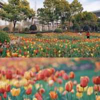 The tulips in Jing 'an Sculpture Park🌷🌷