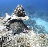 Down in the deep blue sea, my first Scuba