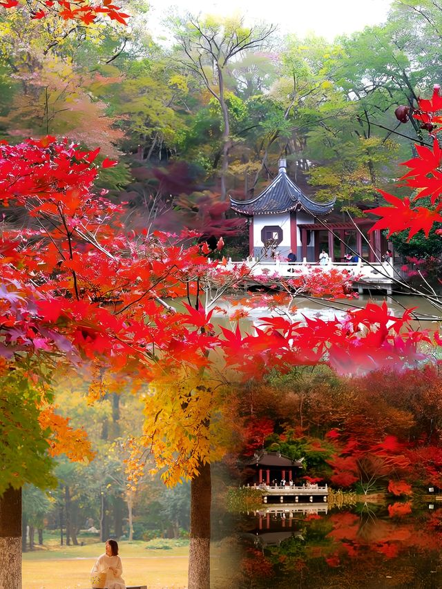 南京栖霞山最美的楓葉是孩子一生值得去的地方