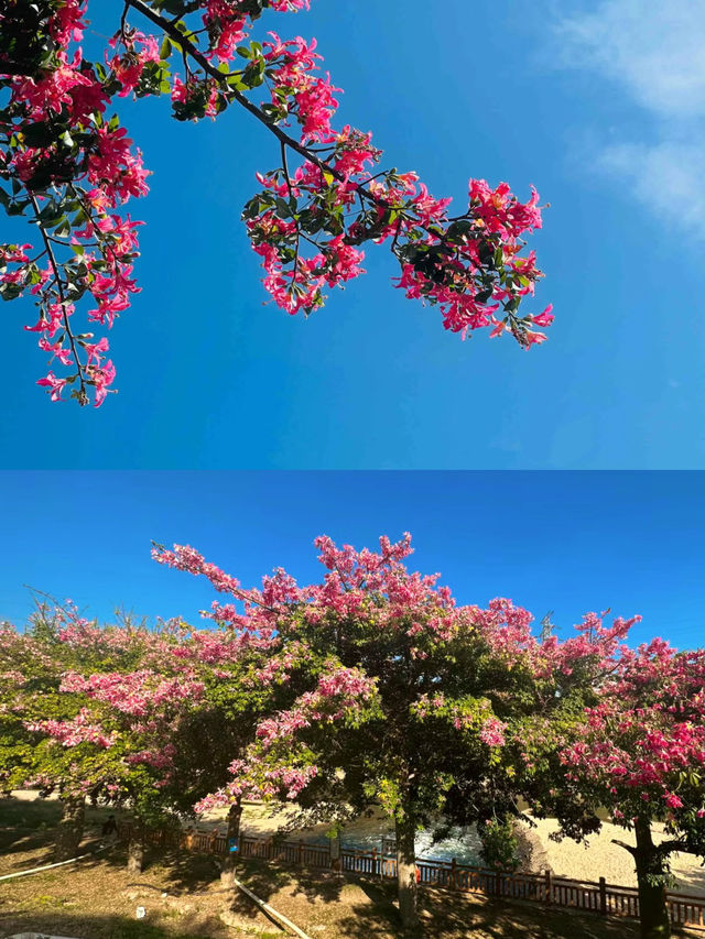 深圳 觀瀾湖異木棉  | 錯過等一年，冬日童話的粉色花海