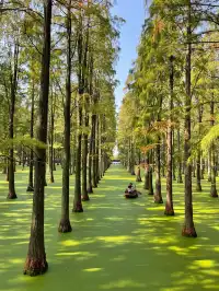 踏入綠野仙蹤，揚州這個地方藏著一片抹茶湖