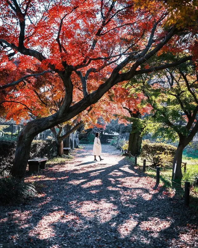 東京で美しい紅葉の写真撮影ガイド