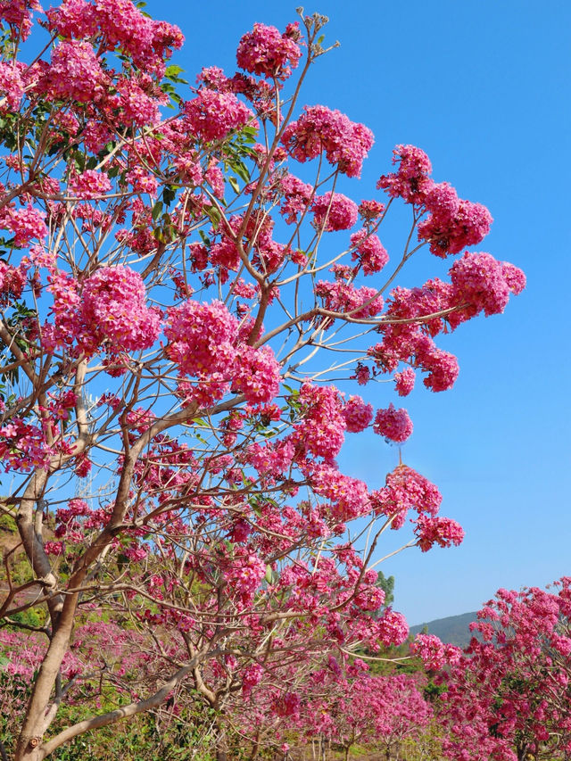 陸河紫花風鈴木