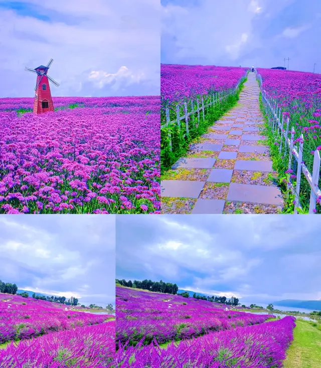 This is not Provence, but the lavender here is better than that in Provence / Yang Zonghai·Cloud End Flower Sea