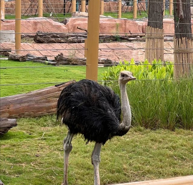 武漢動物園去了哇塞⊙ω⊙