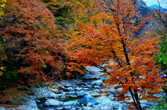 전 세계적으로 가을을 쫓아 | 색상의 숲과 가을 잎의 풍경