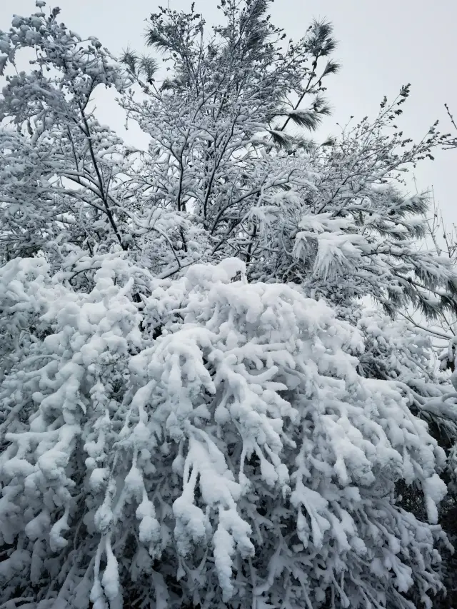 你想知道的都在這明月山