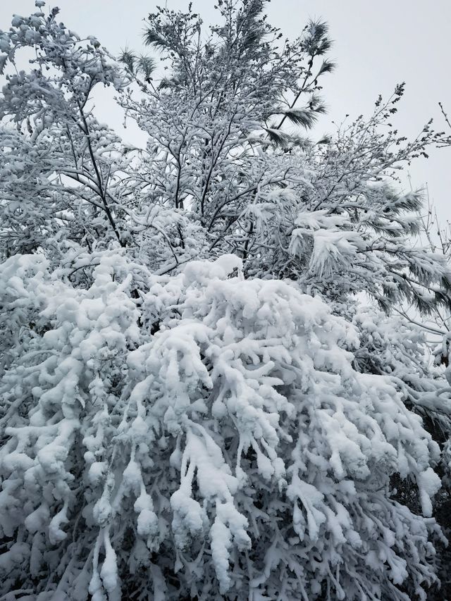 你想知道的都在這明月山