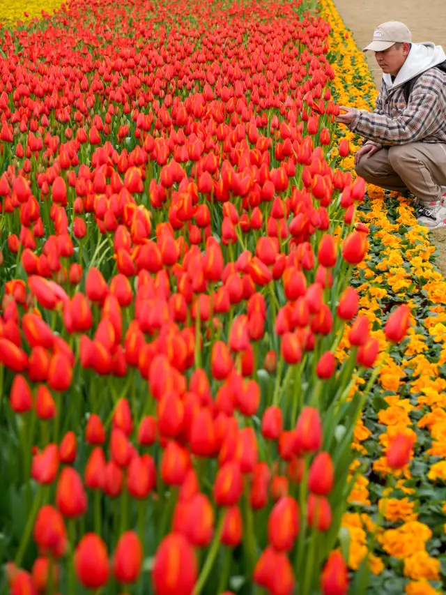 Chengdu Photography | Tulip Sea is here!