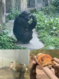 重慶動物園超全看“熊貓”指南，建議收藏！