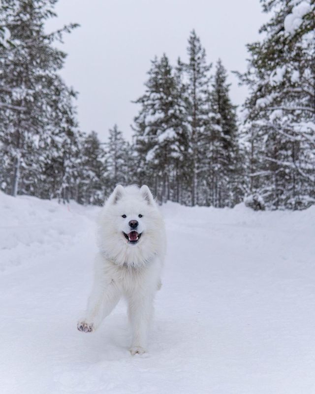 Felix in Finland 🇫🇮✨ Which photo is your favorite? ❤️