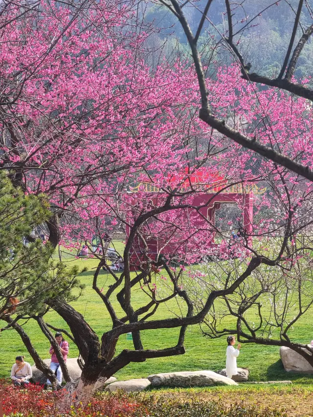 50,000 plum trees are in full bloom! In Hangzhou! The upgraded Chaoshan has changed a lot!