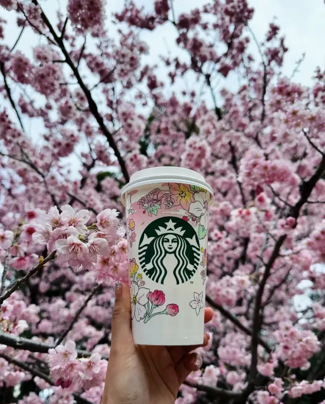 The early cherry blossoms in Tokyo bestow upon me an extra tenderness every four years