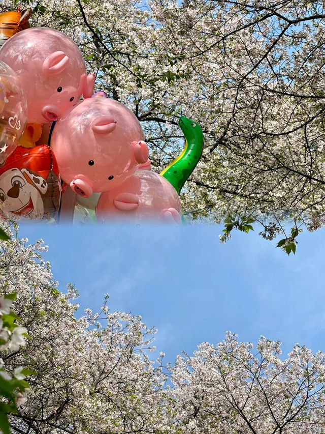 湖南省植物園櫻花海，春日賞花正當時