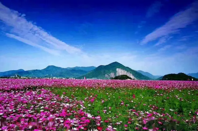 三月の花見ガイドが来ましたよ（杭州西湖編）