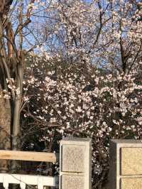 長沙望月湖公園的櫻花近況!