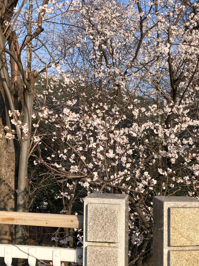 長沙望月湖公園的櫻花近況!