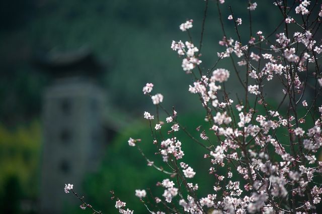 春天的旅行，打卡土家部落櫻花浪漫