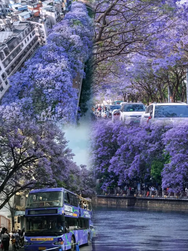 Kunming Spring Travelogue | A Blooming Spectacle, a Date with Spring